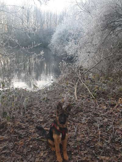 Schäferhund-Beitrag-Bild