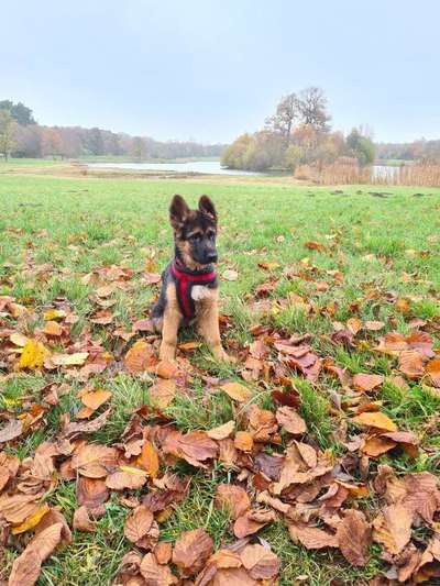 Alles rund um den Schäferhund, diskutieren erwünscht.-Beitrag-Bild