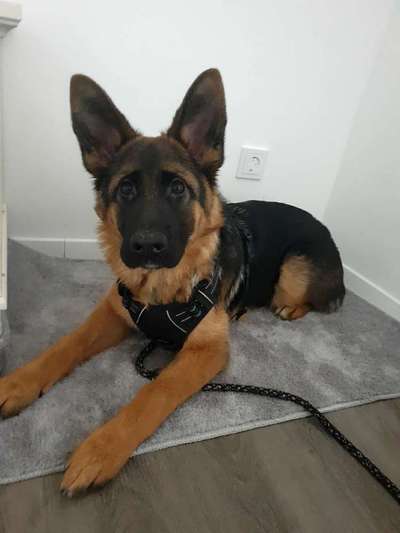 Alles rund um den Schäferhund, diskutieren erwünscht.-Beitrag-Bild