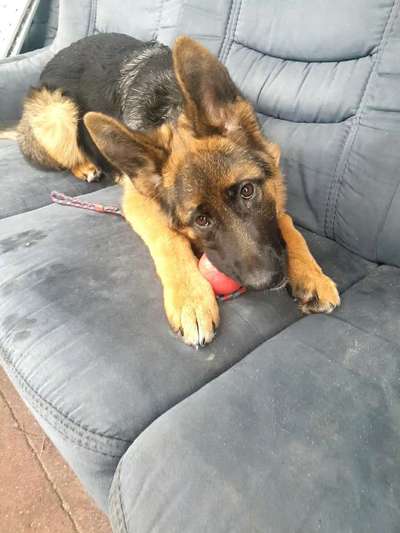 Alles rund um den Schäferhund, diskutieren erwünscht.-Beitrag-Bild