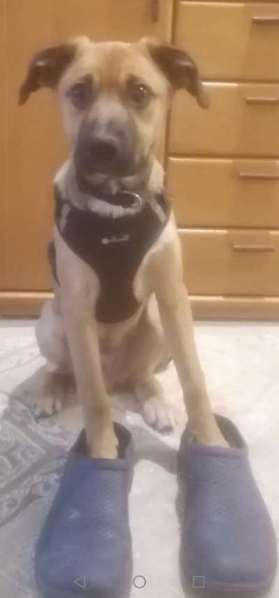 Welpen Bilder !-Beitrag-Bild