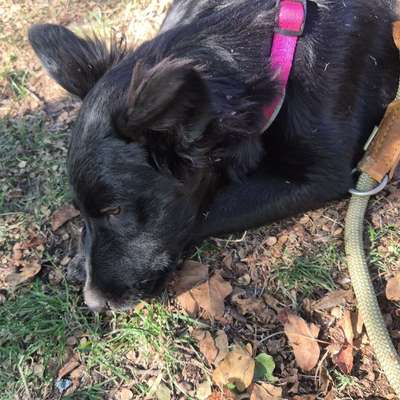 Hundetreffen-Hilfe bei Unsicherheit-Bild
