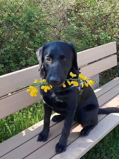 Labradorfans-Beitrag-Bild