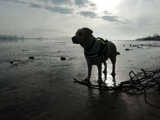 Dogorama-Monats-Challenge-Mai "Wasser"-Beitrag-Bild