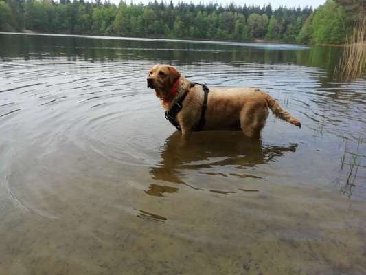 Dogorama-Monats-Challenge-Mai "Wasser"-Beitrag-Bild