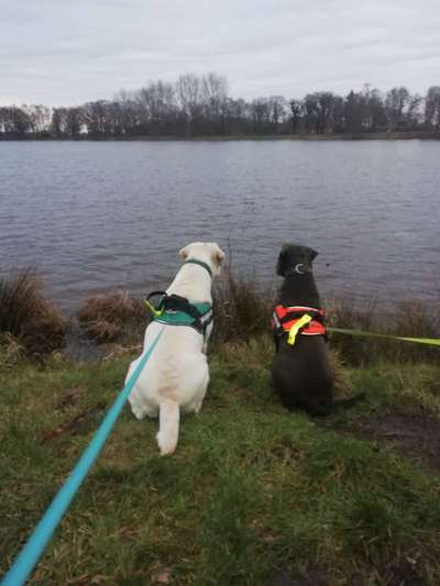 Dogorama-Monats-Challenge-Mai "Wasser"-Beitrag-Bild