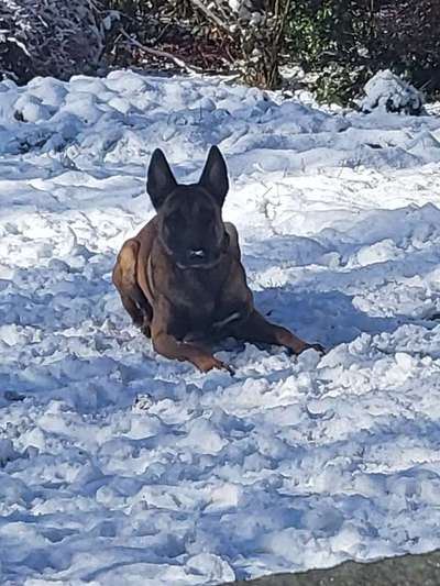 Zeigt eure Malinois!!!-Beitrag-Bild