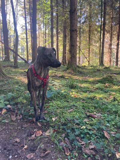 Hund aus dem Spanischen Tierschutz-Beitrag-Bild