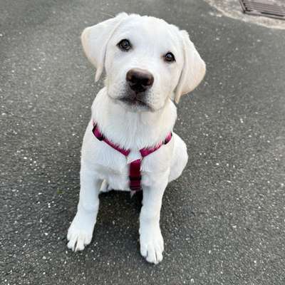 Hundetreffen-Spielrunde / Hundekontakt-Bild