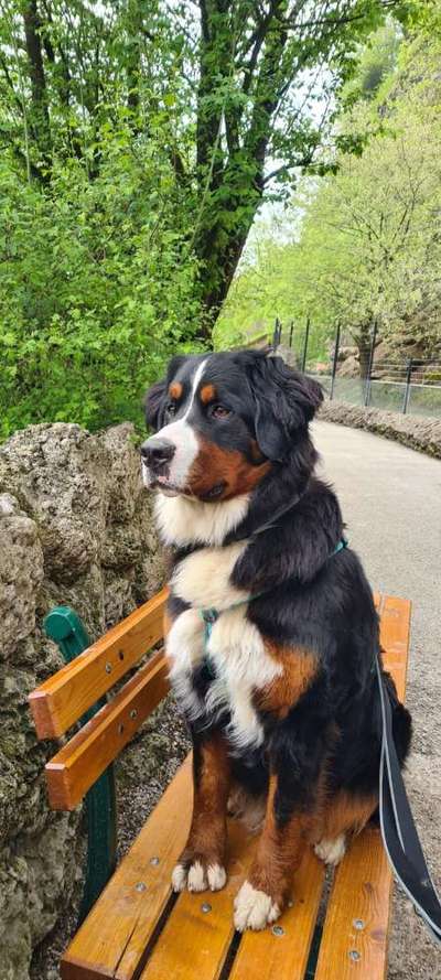 Berner Sennen-Beitrag-Bild