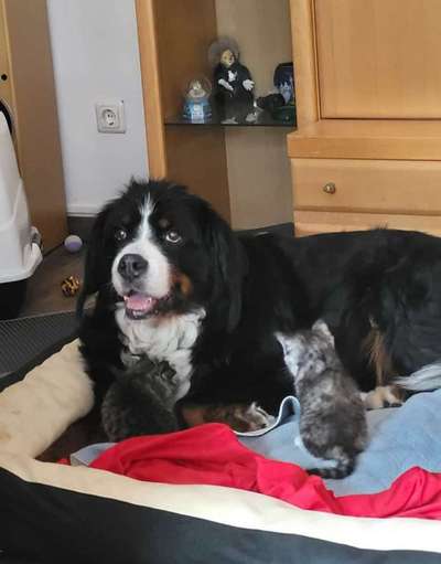 Unsere Fellnasen im Regenbogenland-Beitrag-Bild