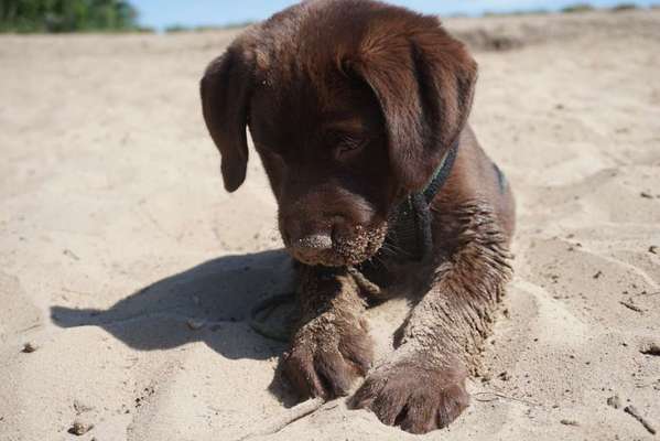 Hundetreffen-Welpen/ Junghund- Spielgruppe/ Sozialisierung-Bild