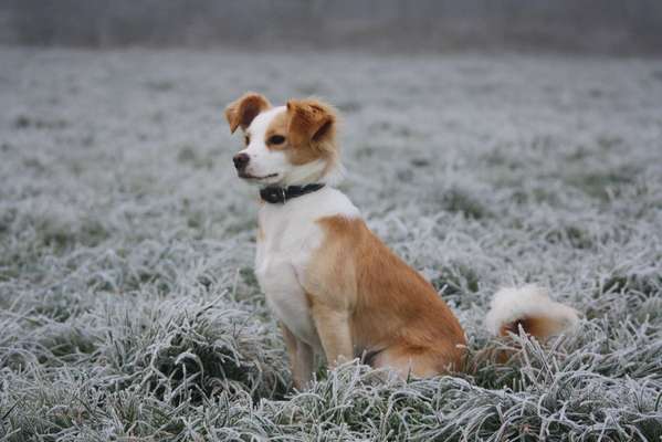 Hunderunde-Beitrag-Bild