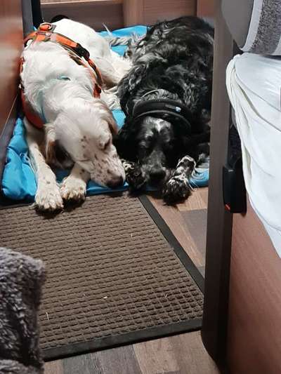 English Setter-Beitrag-Bild