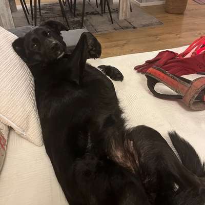 Hundetreffen-Spazieren gehen-Bild