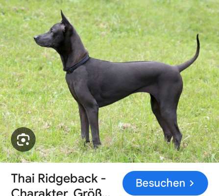 Welche Rasse?-Beitrag-Bild