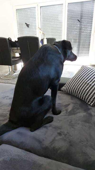 Labradorfans-Beitrag-Bild