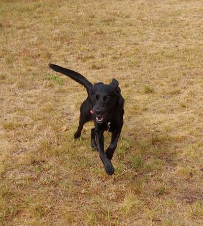 TierschutzhundeStammtisch🐕-Beitrag-Bild
