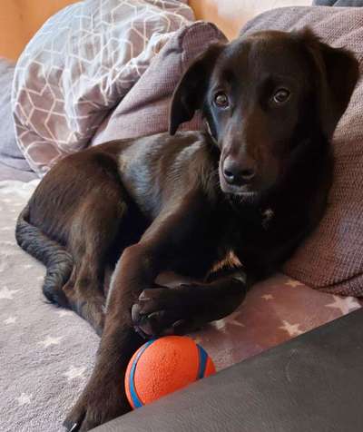 Mischlinge raten - Rätselspaß-Beitrag-Bild