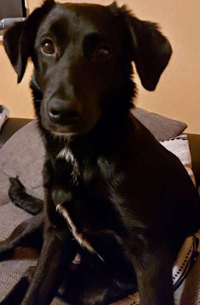 Mischlinge raten - Rätselspaß-Beitrag-Bild