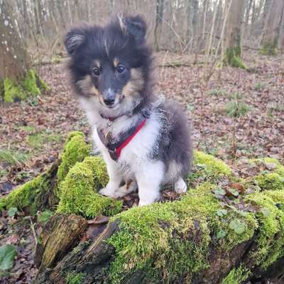 Hundetreffen-Sheltie & Collie- Welpentreffen-Bild