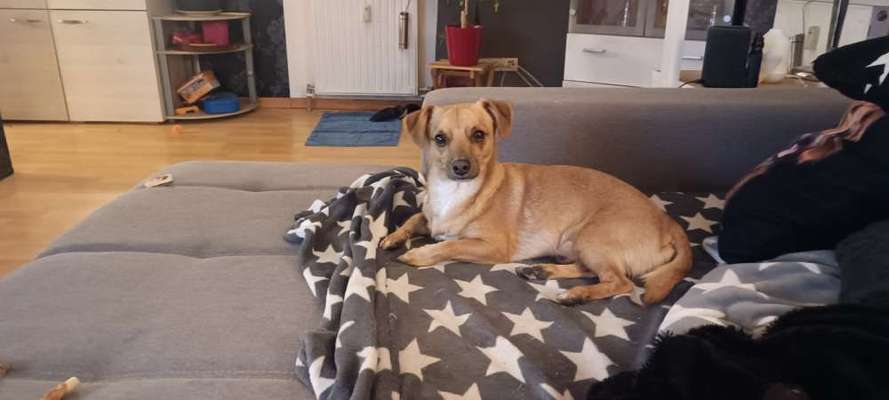 Wo sind die Chihuahua Besitzer ?-Beitrag-Bild