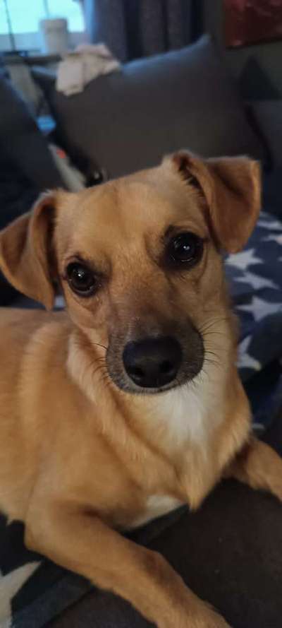 Wo sind die Chihuahua Besitzer ?-Beitrag-Bild