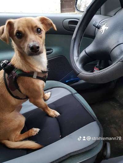 Wo sind die Chihuahua Besitzer ?-Beitrag-Bild