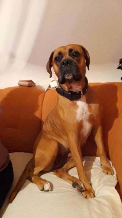 Hundetreffen-Spiel &nd Gassirunde in Barby-Bild