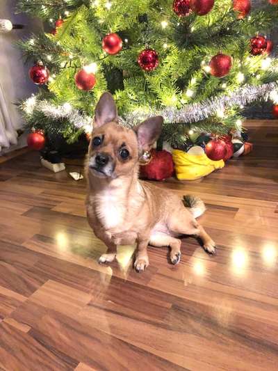 Fotochallange Nr. 57     PORTRÄT.   Beendet!!!!!!!!-Beitrag-Bild