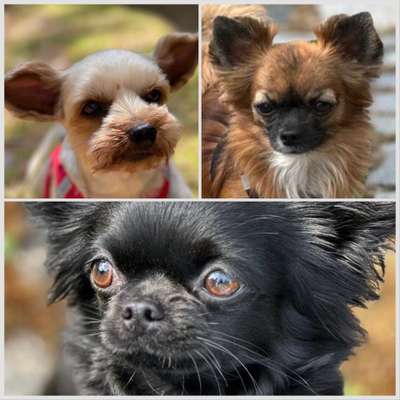 Hundetreffen-Zwergen Gassirunde für Hunde bis 5 kg-Bild