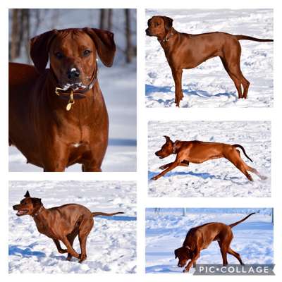 Rhodesian Ridgeback-Beitrag-Bild