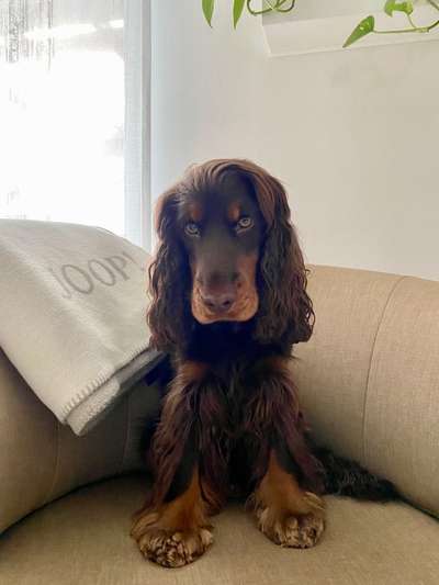 Cocker Spaniel-Beitrag-Bild