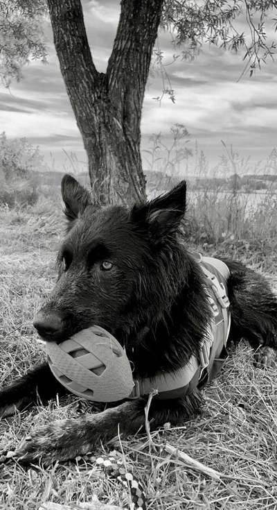 Die Dogorama Kalender Challenge 4/4-Beitrag-Bild