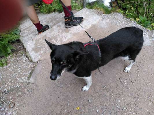 TierschutzhundeStammtisch🐕-Beitrag-Bild