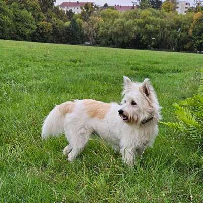 Hundetreffen-Spaß für Mensch und Tier-Bild