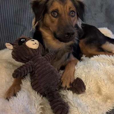 Hundetreffen-Spazierengehen/Spielen/Kennenlernen-Bild