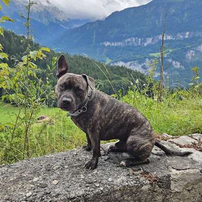 Hundetreffen-Spielfreunde gesucht-Bild