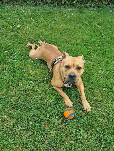 Hundetreffen-Spazieren und toben-Bild