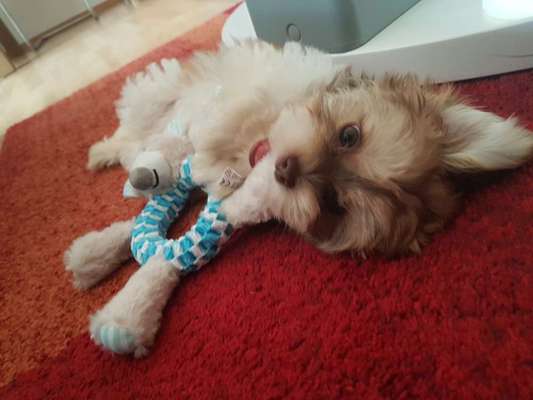 Welpen Bilder !-Beitrag-Bild