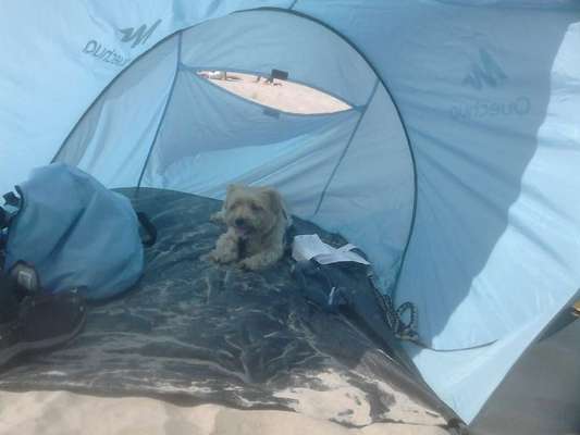 Hunde im Urlaub-Beitrag-Bild