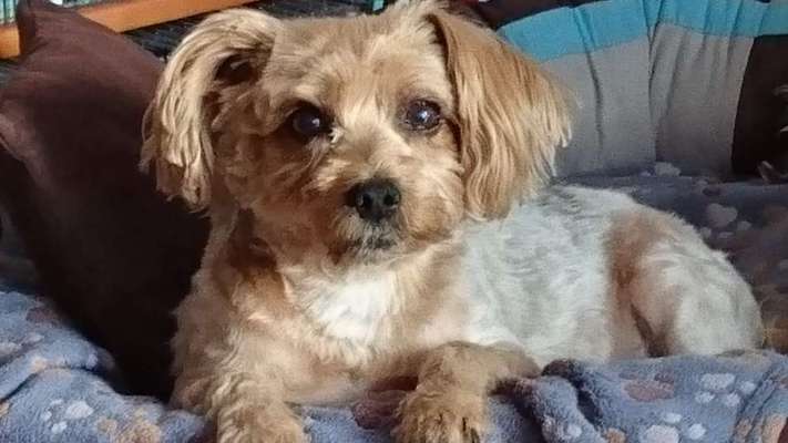 Unsere Fellnasen im Regenbogenland-Beitrag-Bild