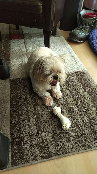 Tibet Terrier-Beitrag-Bild