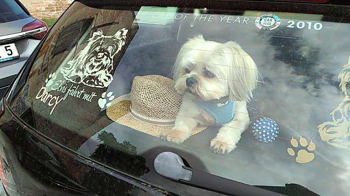 Die Dogorama Wochen Challenge-Beitrag-Bild