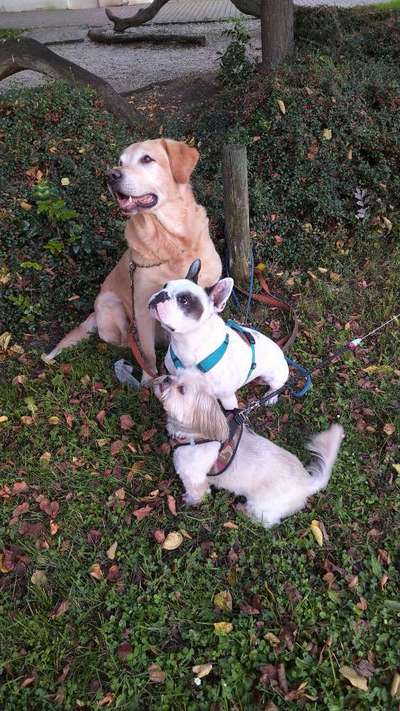 Die Dogorama Kalender Challenge Titelbild-Beitrag-Bild