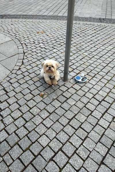 Auslandstierschutz-Beitrag-Bild