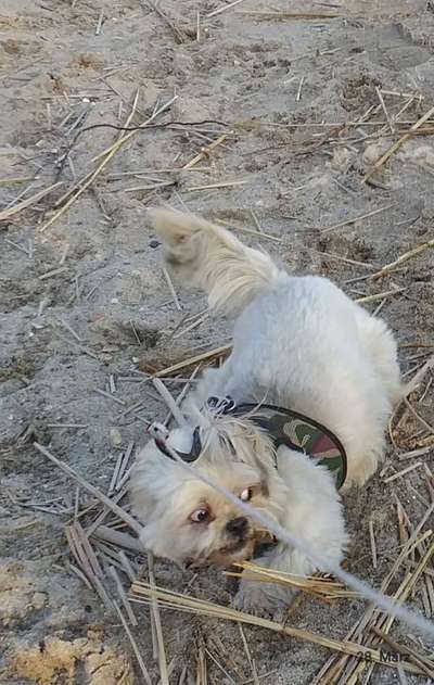 Hunde Memes-Beitrag-Bild