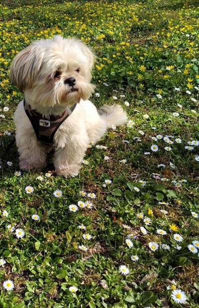 Die Dogorama Monats Challenge "Es grünt und blüht"-Beitrag-Bild