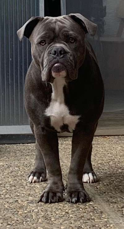 Olde English Bulldogge-Beitrag-Bild