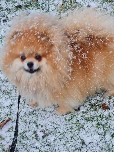 Pomeranian-Beitrag-Bild